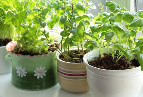 SU - Fresh herbs in pots on a window Fresh herbs in pots on a window