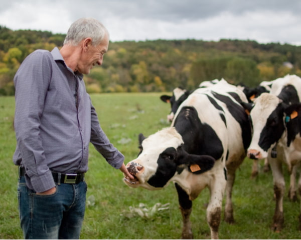 Senior farmer proudly looking at his black and white cows